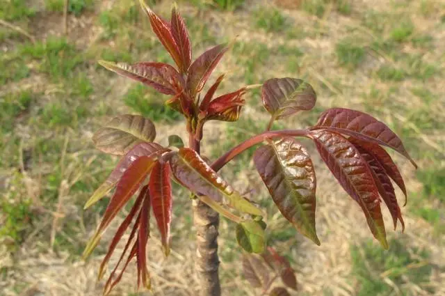 广西种植香椿致富_致富广西种植香椿视频_致富广西种植香椿树视频