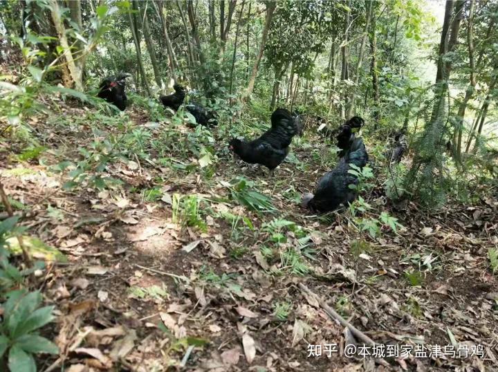 正宗乌骨鸡都产自那些地方