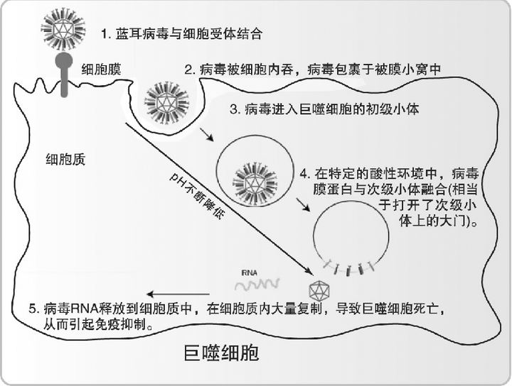 蛙类养殖技术_亚洲锦蛙养殖技术_亚洲锦蛙吃什么