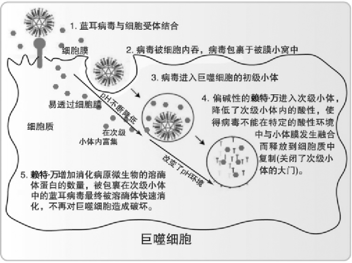 亚洲锦蛙吃什么_蛙类养殖技术_亚洲锦蛙养殖技术