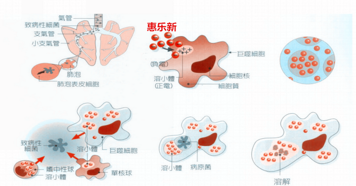 亚洲锦蛙养殖技术_蛙类养殖技术_亚洲锦蛙吃什么