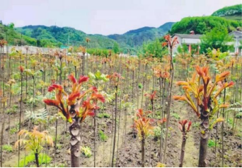 广西种植香椿致富_广西香椿芽种植基地_香椿广西可以种植吗