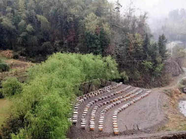 广西种植香椿致富_广西香椿芽种植基地_香椿广西可以种植吗