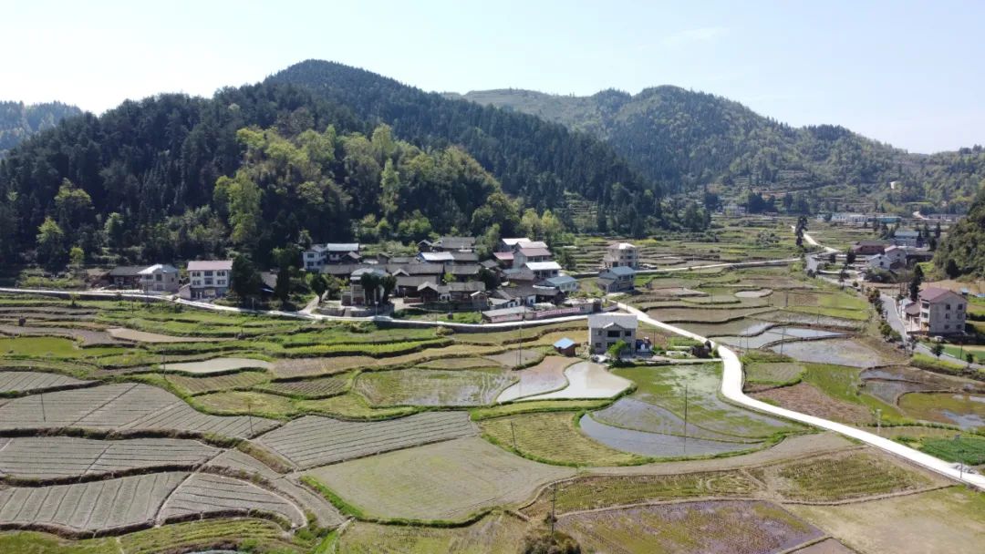 乡村黄精种植致富忙_乡村黄精种植致富忙_乡村黄精种植致富忙