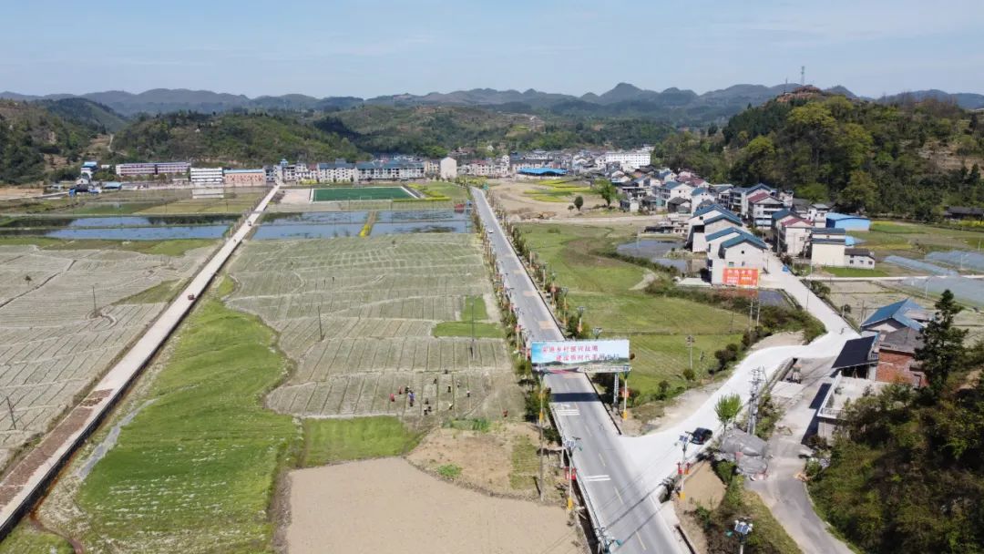 乡村黄精种植致富忙_乡村黄精种植致富忙_乡村黄精种植致富忙