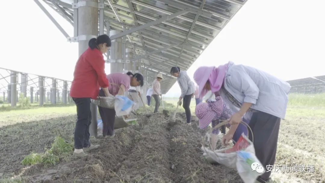 【全面推进乡村振兴】探索种植新模式  拓宽村民致富路