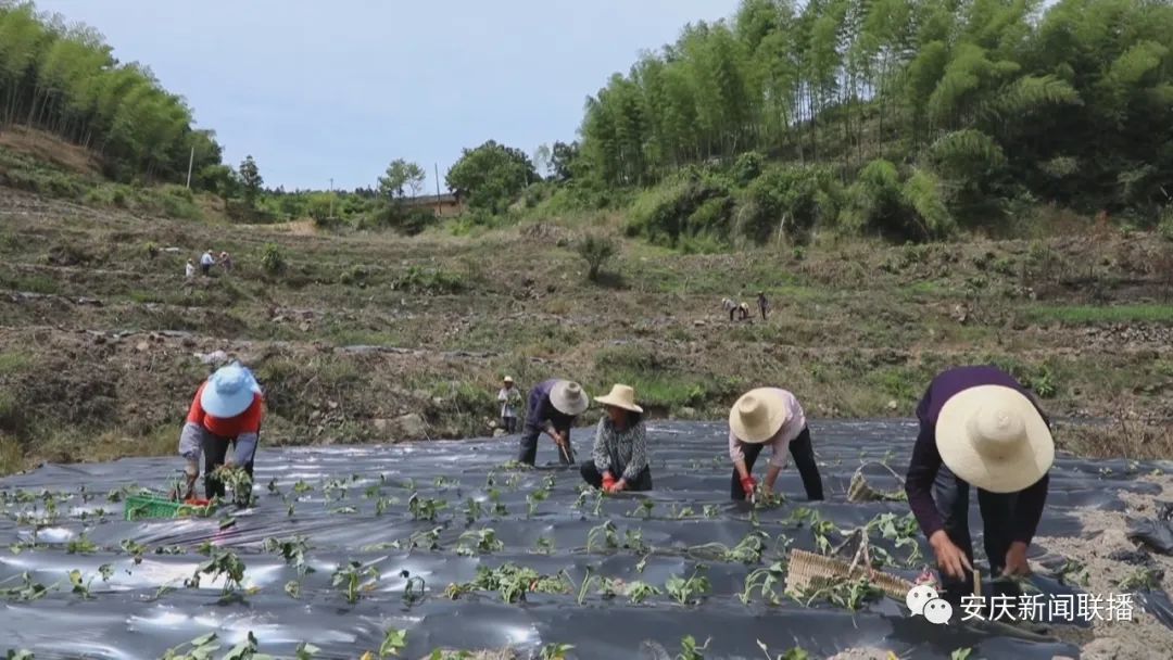 乡村黄精种植致富忙_乡村黄精种植致富忙_乡村黄精种植致富忙