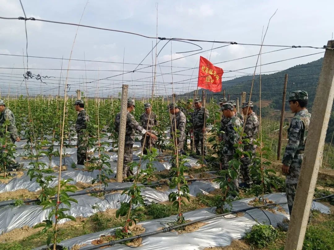 乡村黄精种植致富忙_乡村黄精种植致富忙_乡村黄精种植致富忙