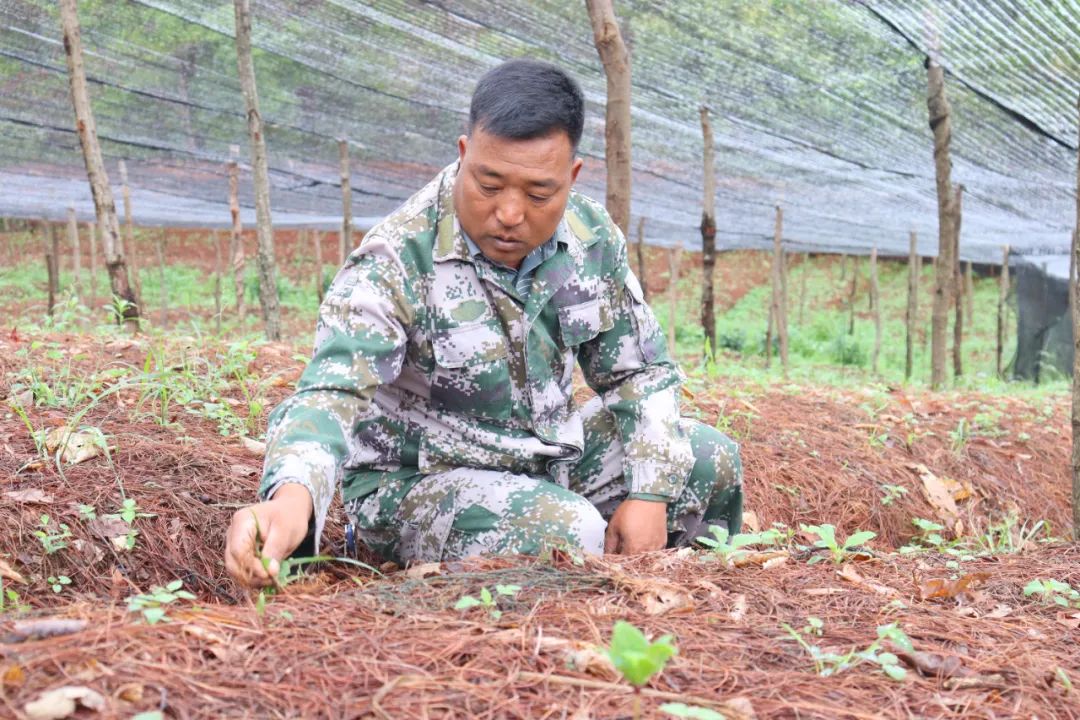 乡村黄精种植致富忙_乡村黄精种植致富忙_乡村黄精种植致富忙