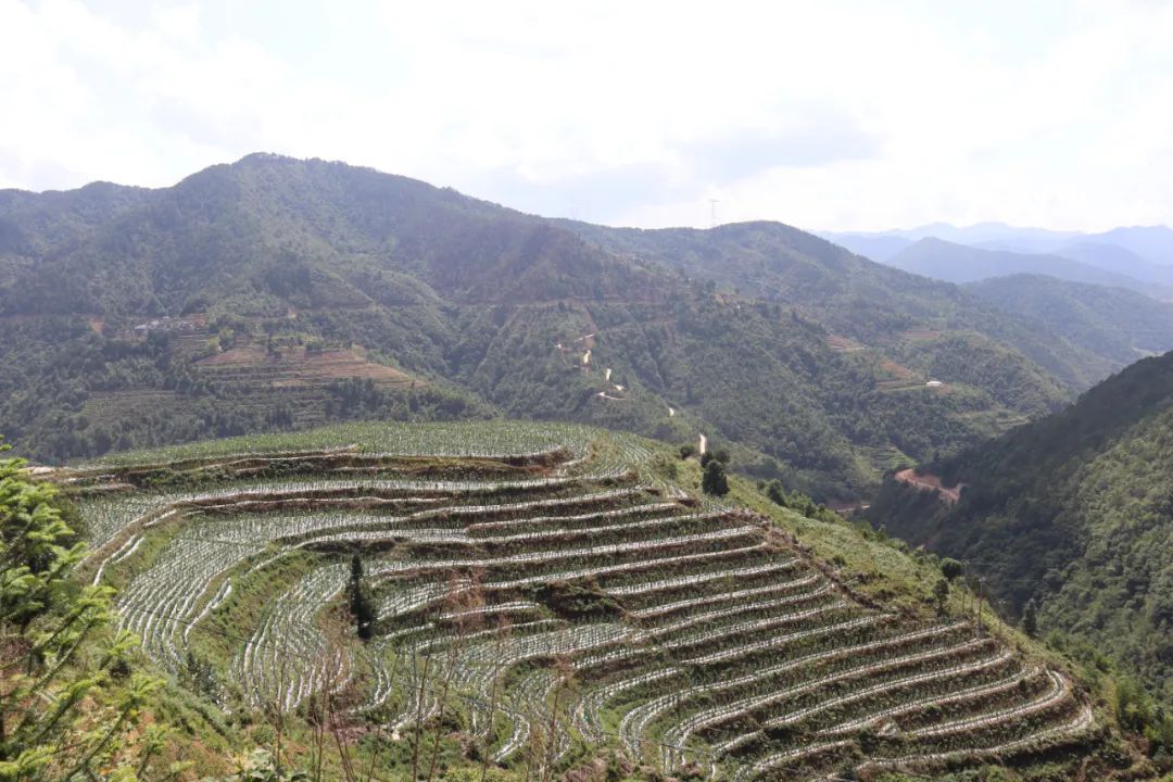 乡村黄精种植致富忙_乡村黄精种植致富忙_乡村黄精种植致富忙