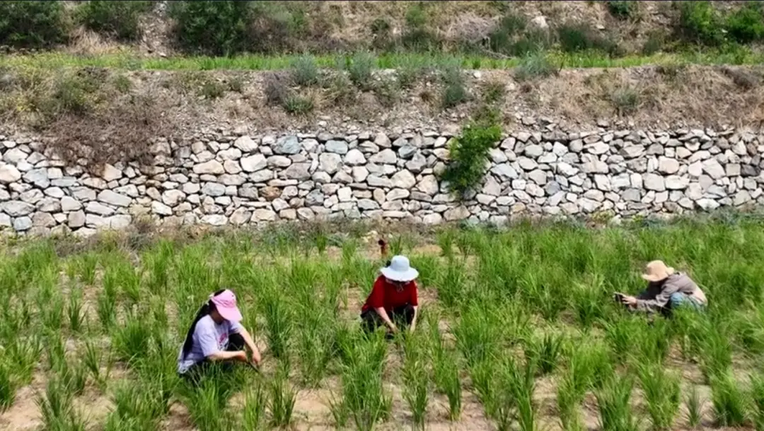 广西贺州适合种植什么草药_贺州种植致富_贺州农业种植