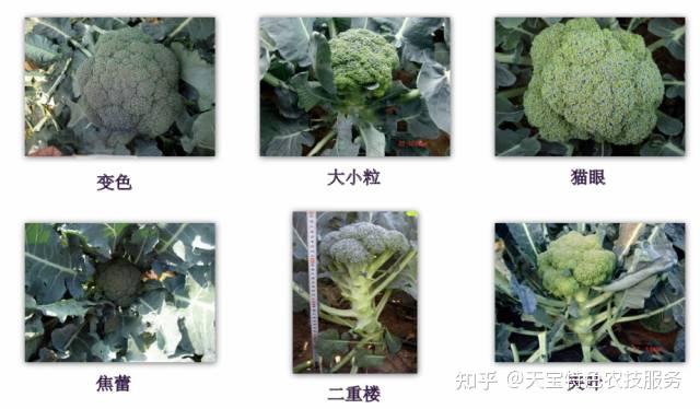 龙口种植致富_龙口大棚种植区是哪_龙口农作物