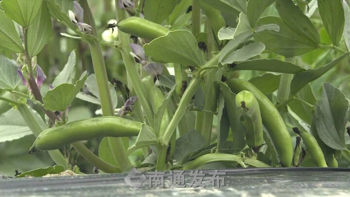 种植亩产蚕豆技术要求_蚕豆种植技术亩产多少_种植亩产蚕豆技术视频