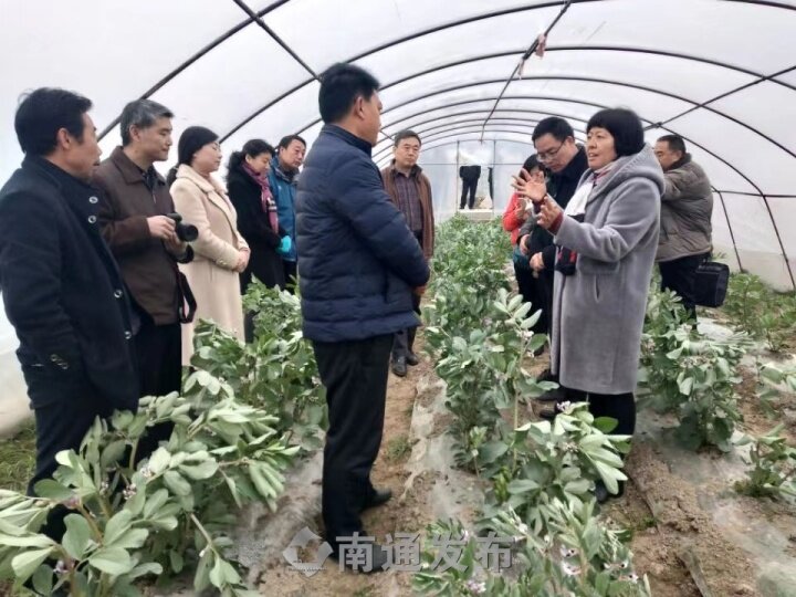 蚕豆种植技术亩产多少_种植亩产蚕豆技术视频_种植亩产蚕豆技术要求