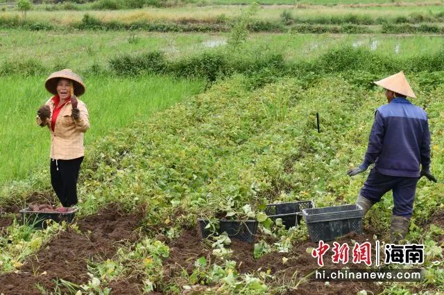 地瓜种植致富吗_种植地瓜赚钱吗_致富种植地瓜视频