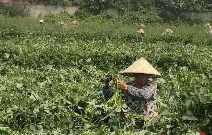 地瓜种植效益_地瓜种植致富吗_致富种植地瓜视频