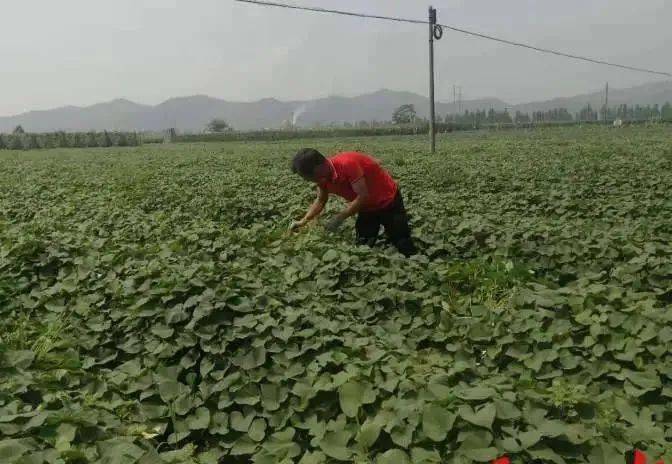 地瓜种植致富吗_致富种植地瓜视频_地瓜种植效益