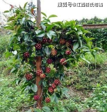 中国最具特色水果：布福娜（黑老虎）种植管理技术揭秘