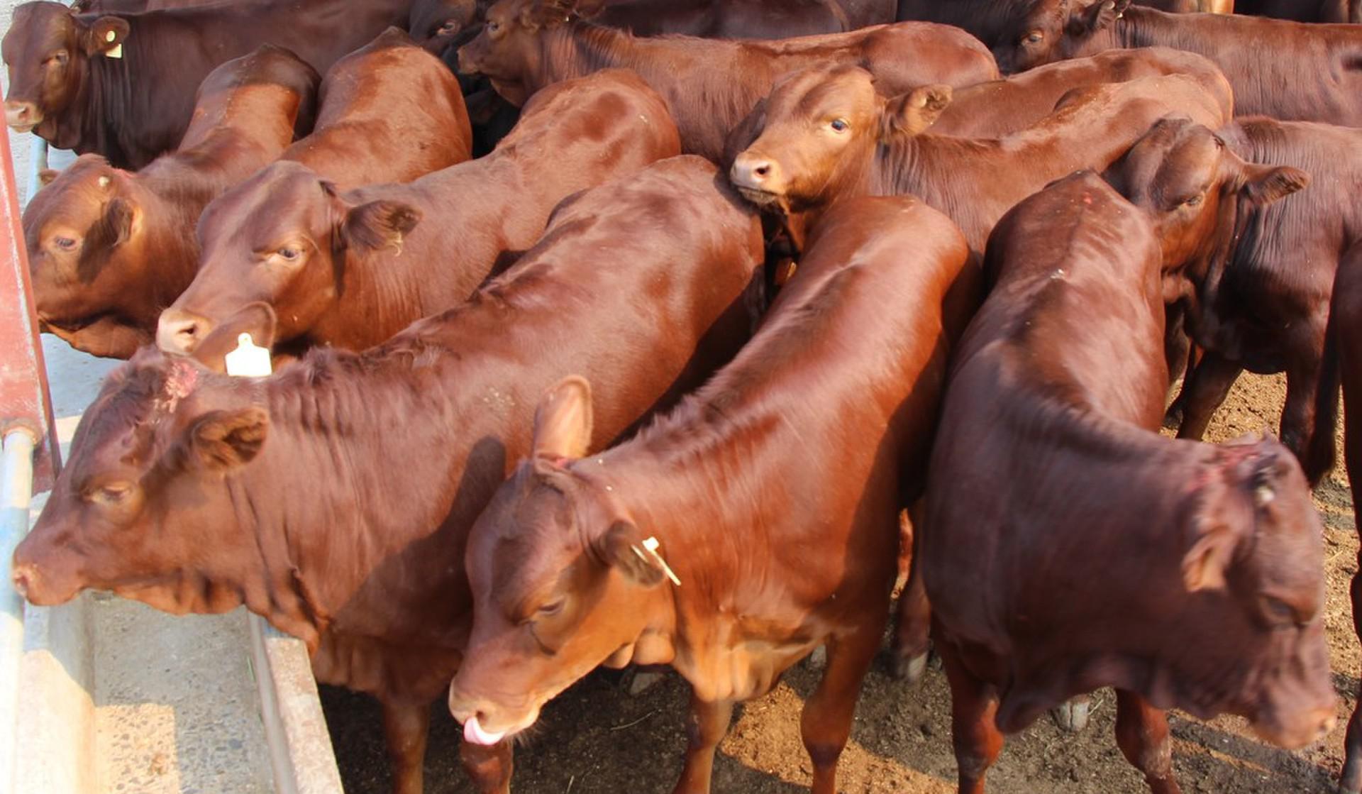 肉牛养殖关键技术_肉牛养殖技术._养殖肉牛的技术有哪些