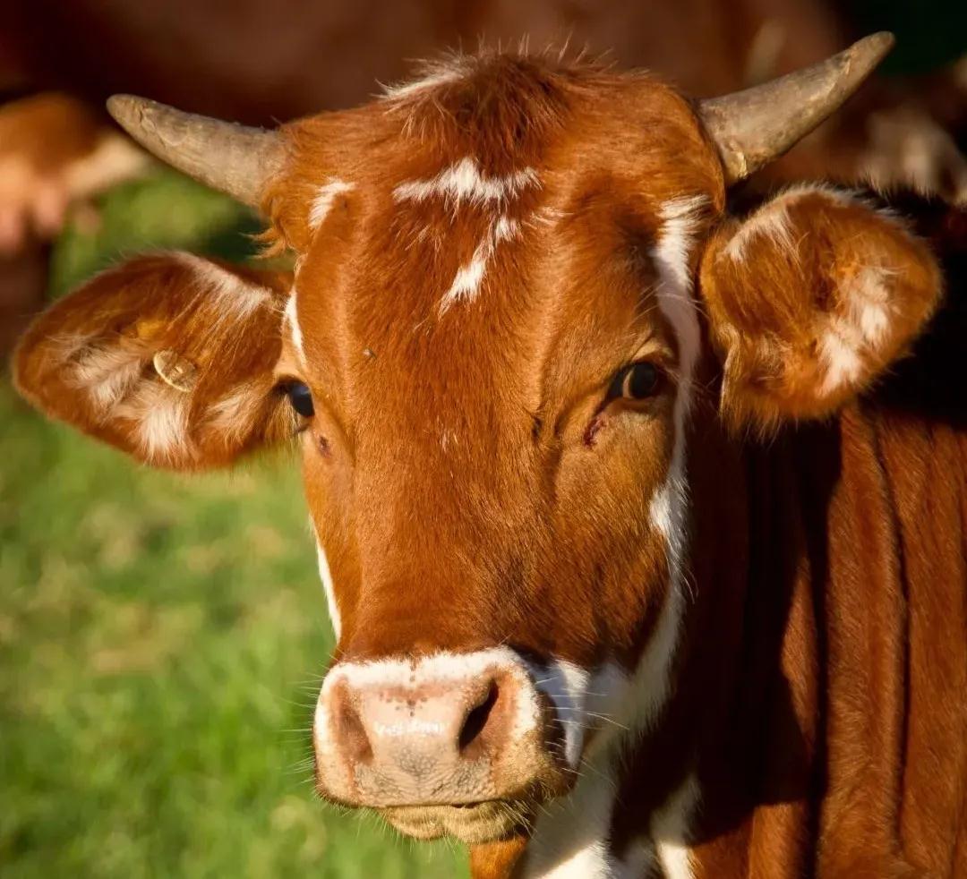 肉牛养殖技术._养殖肉牛技术要点_养殖肉牛技术大全