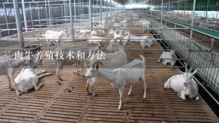 肉牛养殖技术和方法,肉牛养殖技术和养牛要点