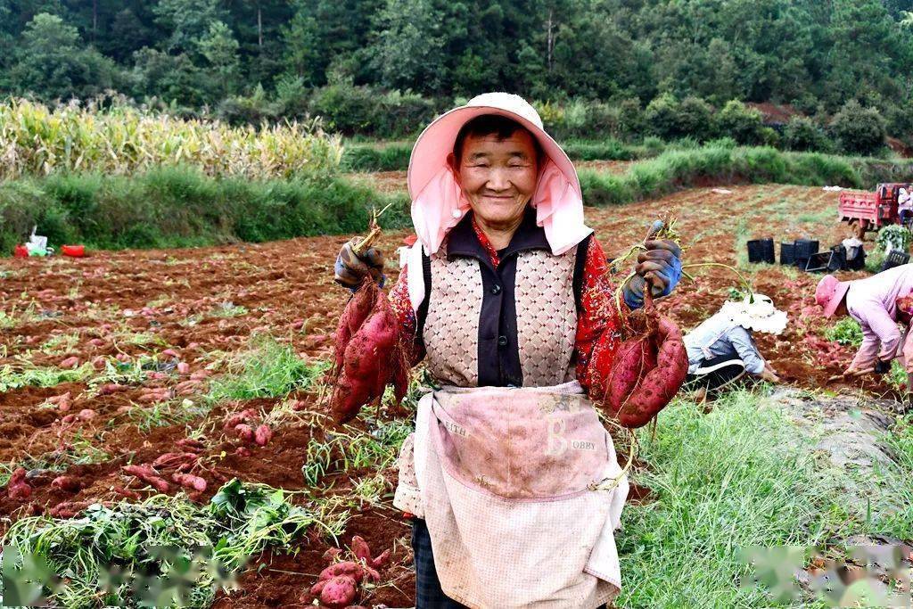 致富种植地瓜图片_地瓜种植效益_地瓜种植致富吗