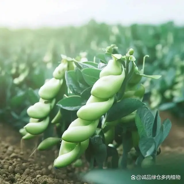 种植黑豆的方法_种植黑豆技术要求_黑豆怎样种植技术