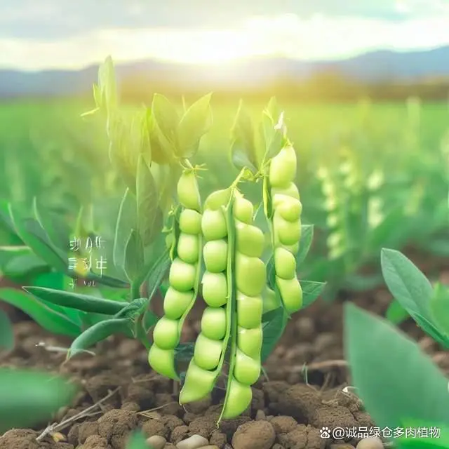 黑豆怎样种植技术_种植黑豆技术要求_种植黑豆的方法