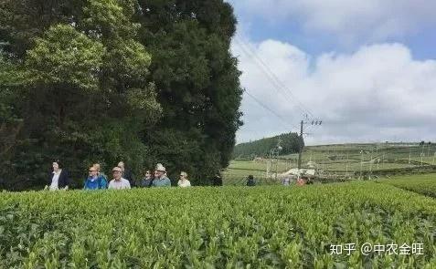 中草药遇上休闲农业，跳出思维定式，就多一条致富路！