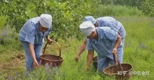 致富种植黄芩项目介绍_种植黄芩效益如何_黄芩种植致富项目