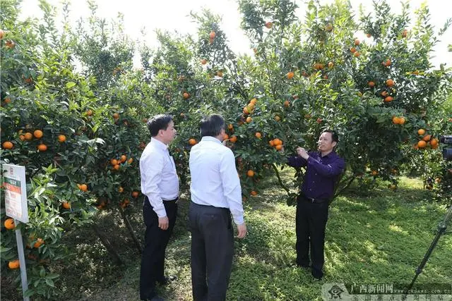 致富养殖广西项目有哪些_广西养殖致富项目_致富养殖广西项目中标公告