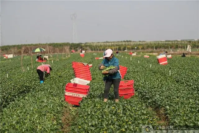 致富养殖广西项目中标公告_致富养殖广西项目有哪些_广西养殖致富项目