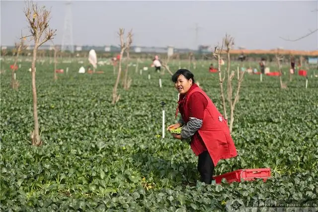 广西养殖致富项目_致富养殖广西项目有哪些_致富养殖广西项目中标公告