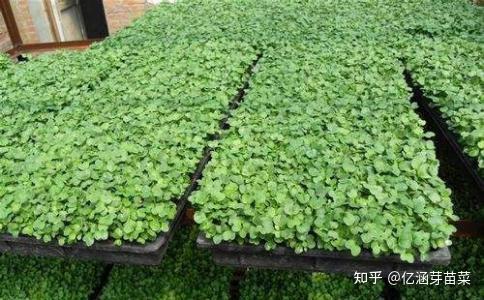 豌豆苗种植技术_豌豆苗栽培技术_苗豌豆种植技术要点