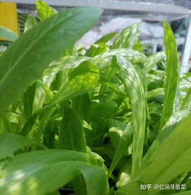 苗豌豆种植技术要点_豌豆苗栽培技术_豌豆苗种植技术