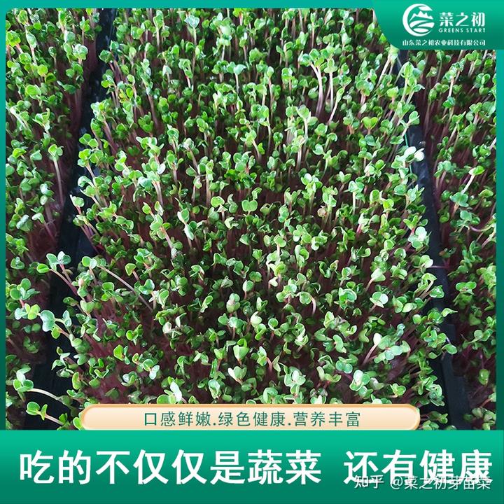 豌豆苗的种植视频_苗豌豆种植技术视频_豌豆苗种植技术