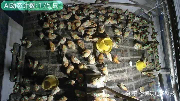 酒糟养鸡饲料配方_致富经酒糟养鸡视频_致富经酒糟养牛视频