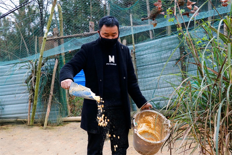 致富金野鸡养殖_致富金野鸡养殖_致富金野鸡养殖