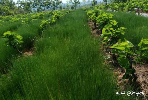 豌豆苗种植技术_豌豆苗的种植视频_苗豌豆种植技术要点