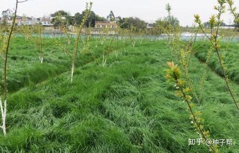 豌豆苗种植技术_苗豌豆种植技术要点_豌豆苗的种植视频