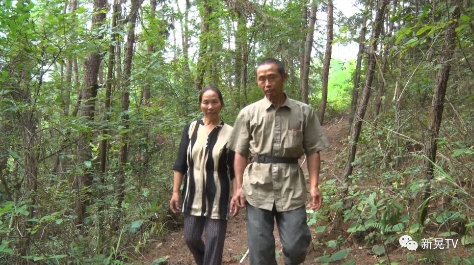 土鸡养殖致富案例_致富经土鸡养殖技术视频_致富项目养鸡