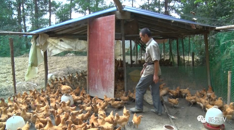 致富项目养鸡_土鸡养殖致富案例_致富经土鸡养殖技术视频