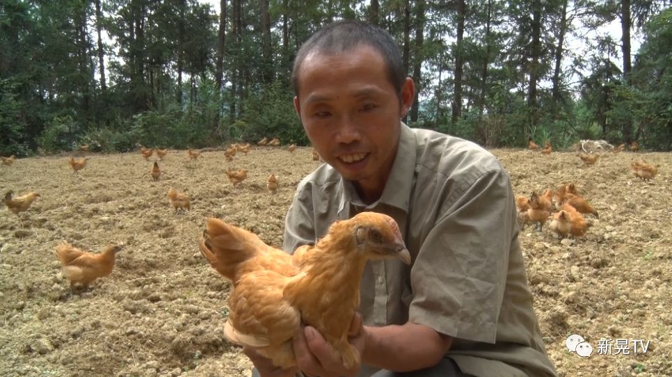 致富经土鸡养殖技术视频_致富项目养鸡_土鸡养殖致富案例