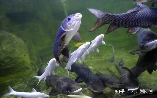 农村养殖致富项目专题_大学生在农村养殖致富经历_致富养殖农村经历大学生的故事