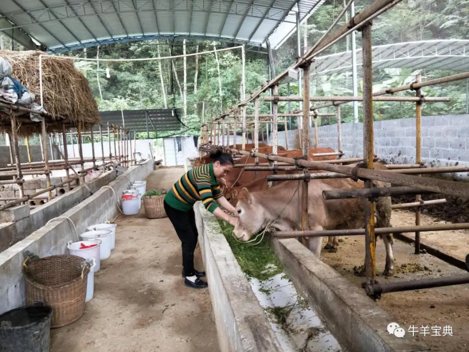 本地母牛养殖技术_母牛场养殖_农村母牛养殖牛舍