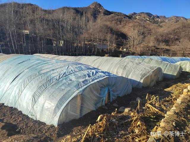 黄芩种植致富项目_种植黄芩效益如何_致富种植黄芩项目介绍