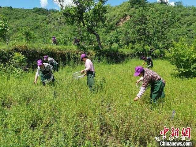 种植黄芩效益如何_黄芩种植致富项目_致富种植黄芩项目介绍