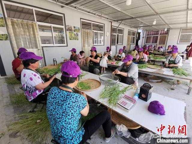 致富种植黄芩项目介绍_种植黄芩效益如何_黄芩种植致富项目