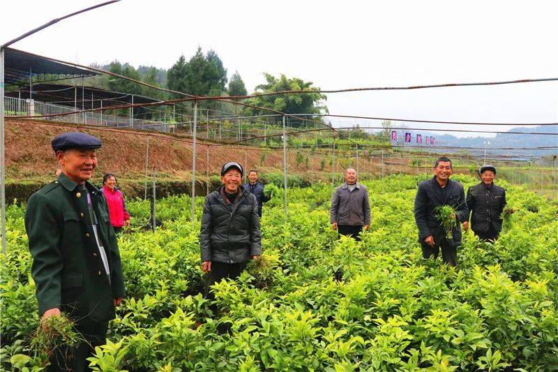 蟠桃种植基地_乡贤种植蟠桃致富_蟠桃种植技术