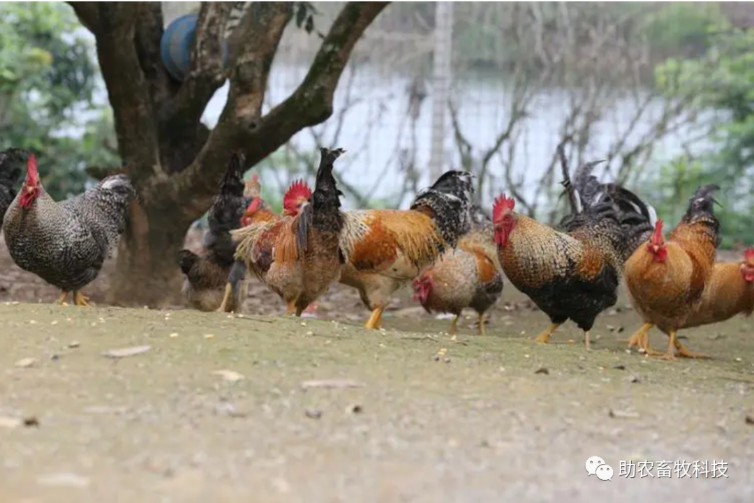 土鸡养殖致富案例_致富经土鸡养殖技术视频_致富经土鸡养殖